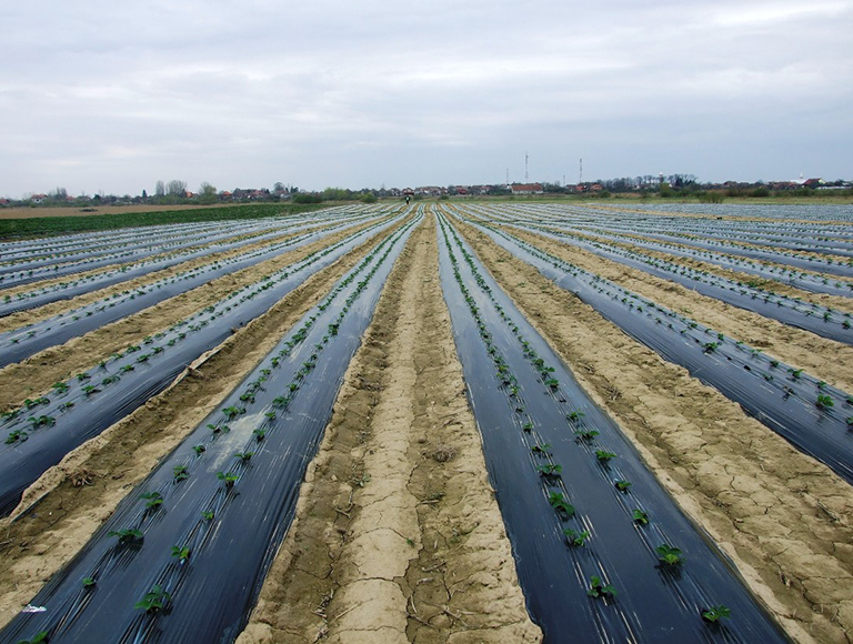 FOLIE MULCIRE BLACK CAST (3)