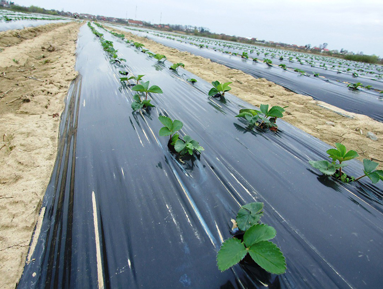 FOLIE MULCIRE BLACK CAST (4)