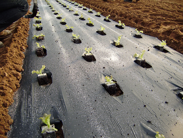 Folie Mulch   Partial Deformabila