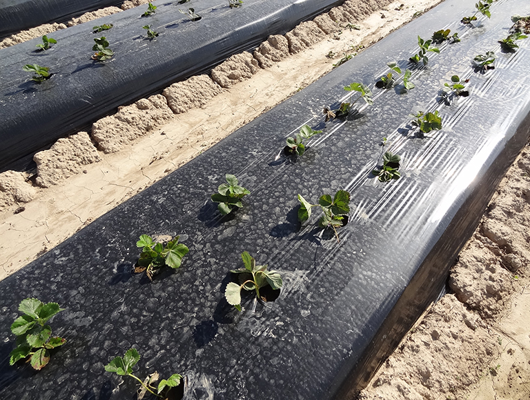 folie mulch neagra, partial deformabila (2)