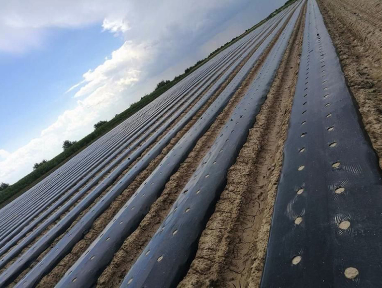 FOLIE MULCIRE BLACK (1)