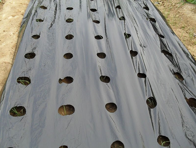 FOLIE MULCIRE BLACK (2)