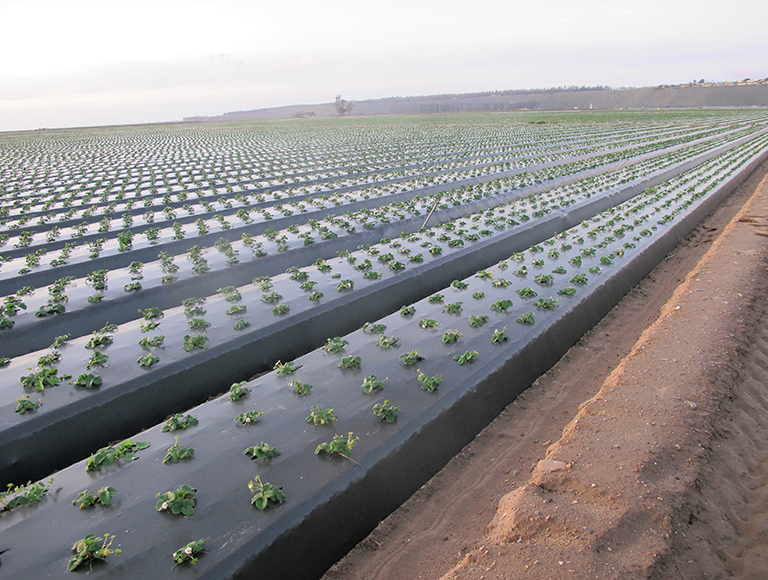 FOLIE MULCIRE BLACK (7)