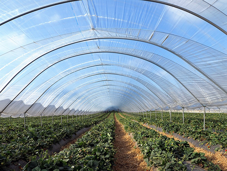 SunCover Clear (1) small