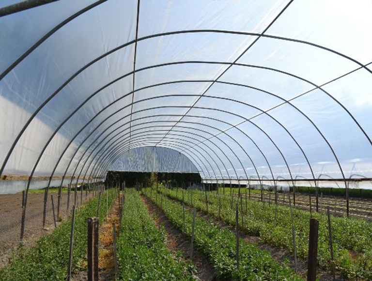 SunCover Clear (2)