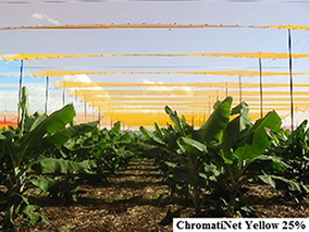 ChromatiNet Yellow 25 (2)