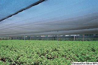 ChromatiNet Silver 80(1)