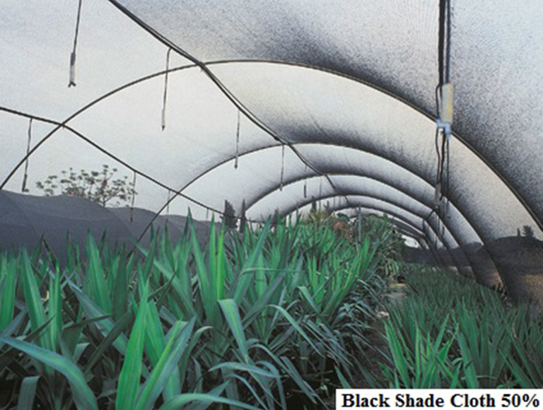 Black Shade Cloth 50   (2)