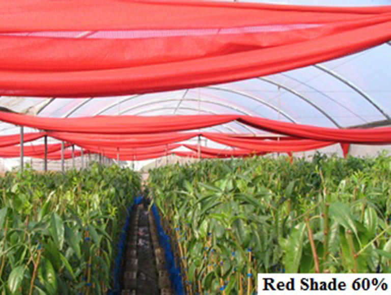 Red Shade 60 (1)