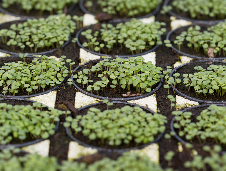 legume,fructe si plante 2 small
