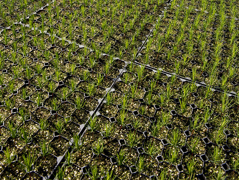 FN segment coniferous 2014 Pro 07 small