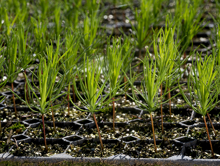 pepiniere forestiere 2