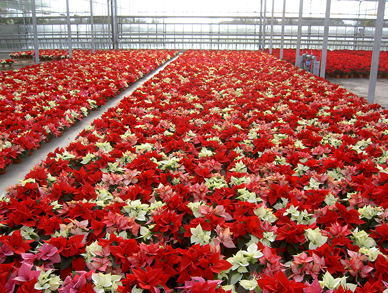 plante ornamentale si de ghiveci 1