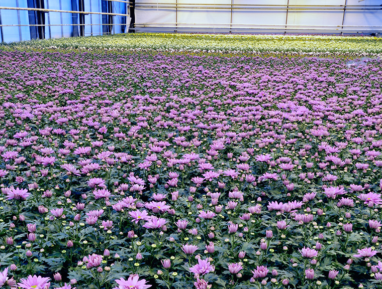 OPP segment variety 2010 Pro 06 small