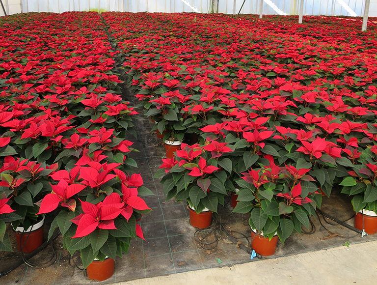 OPP segment variety 2014 Pro 13 small