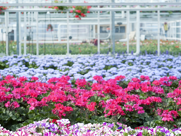 OPP segment variety 2014 Pro 06 small