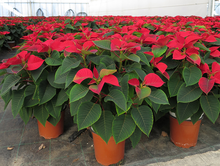 plante ornamentale si de ghiveci small