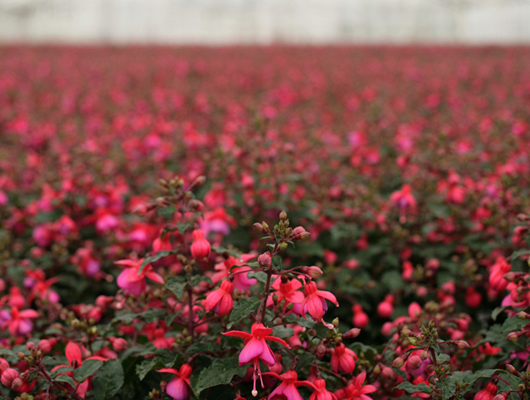 OPP segment variety 2007 Pro 02 small