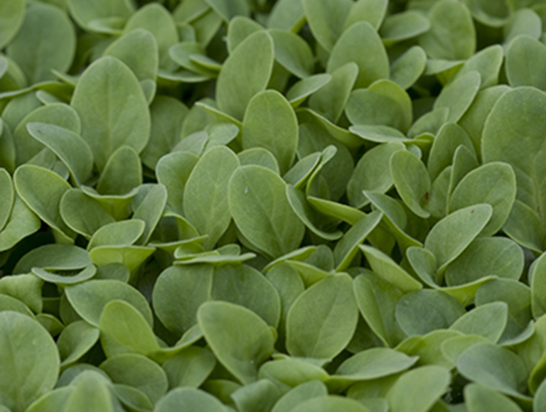 KEKKILA C (POZA 2) small