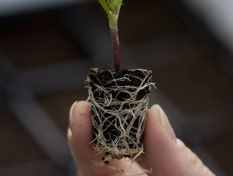 KEKKILA TSM (POZA 1) small