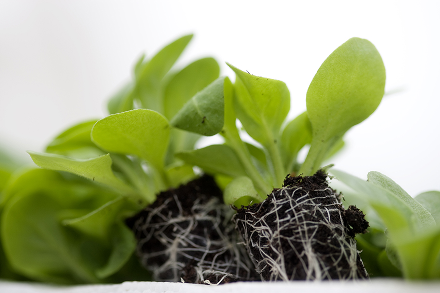 KEKKILA TSM (POZA 2)