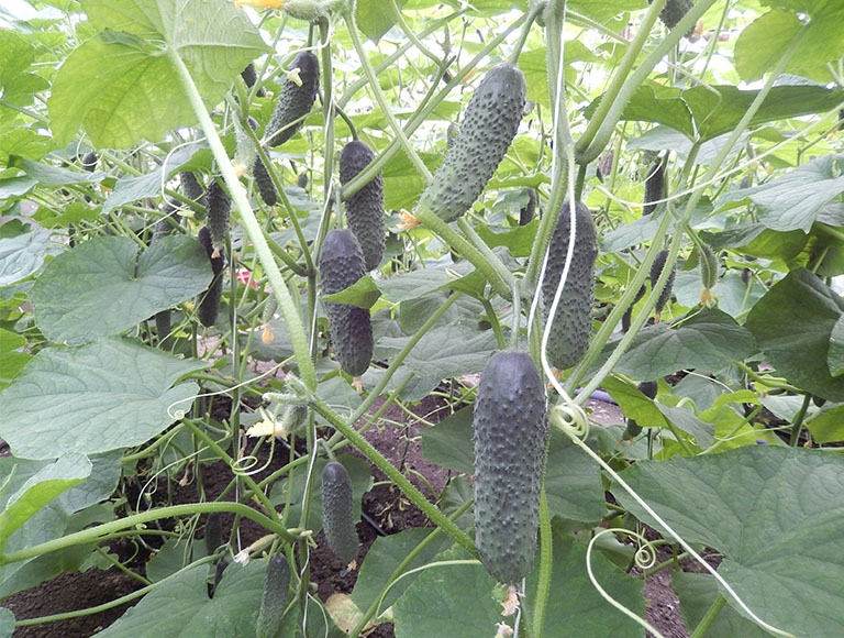 castraveti 70544 3 site art