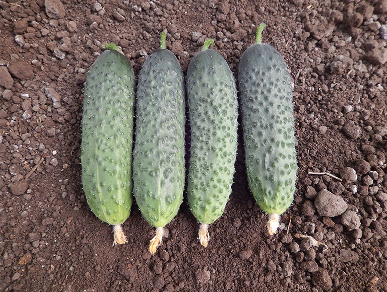 castraveti 70544 site art