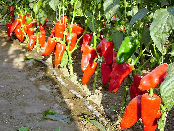 a60   Potomac B copy